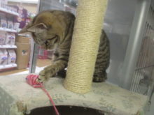 ジェネッタちゃん(*´ω｀*)