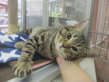 ジェネッタ君(=‘ｘ‘=)