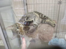 甘えん坊(´Д` )