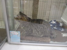 ジー(´・ω・｀)