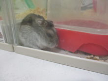 てくてく(・◇・)