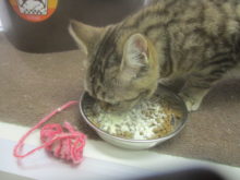 ムシャムシャ(^-^)