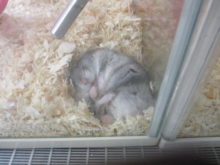 寝顔(-_-)゜zzz…