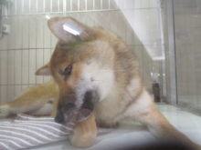 ペロペロ(・┰・)