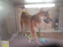 ルンルン( ´ ▽ ` )