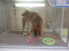 決めた!(･∀･)