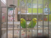 鏡？(´・ω・｀)