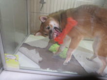 ガジガジ(。-∀-)