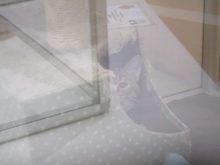 ひょっこり(^-^)