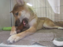 ガジガジ( ﾟv^ )