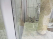 ぴょこっ（ゝ。∂）