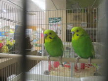 そっくり( ´ ▽ ` )