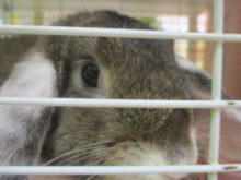 食べたいっ！(*ﾟ∀ﾟ*)