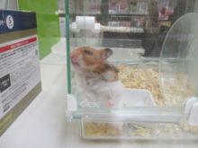 撮りたい(´ｰ｀)