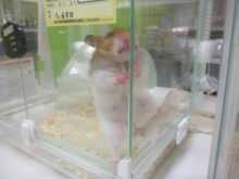 よじよじヽ(・∀・)ノ