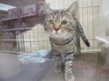 のそのそ(=´∀｀)