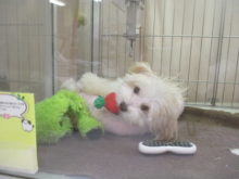 ゴロゴロ(´ε｀ )