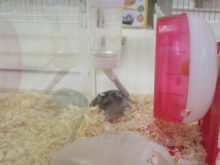 寝起き(｡-_-｡)