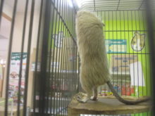 短い足(*´ω｀*)