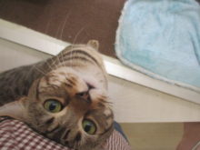 ジェネッタ君(=‘ｘ‘=)