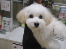 家族が決まりました(^O^)