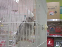 少しずつ(●´ω｀●)