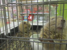 写りたい(・∀・)