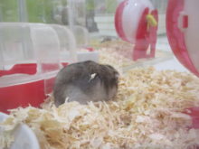 夢中(｀・ω・´)