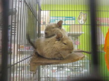 すやすや(´ｰ｀)