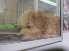 ぺったり(｡-_-｡)