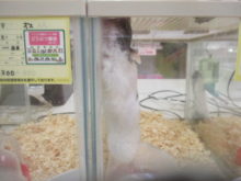 開けたいヽ(・∀・)ノ