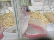 ワタワタ(´Д｀)