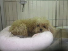 ねむねむ(｡-_-｡)