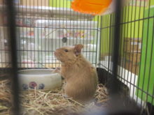 ポチたま(´∀｀)