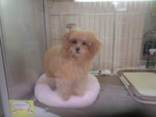 ふわふわ(*´ω｀*)