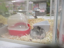 でーん(*´∀｀)