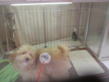 ウロウロ(´Д｀)