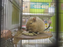 サクサク( ´艸｀)