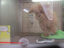 ピョン(*ﾟ∀ﾟ*)