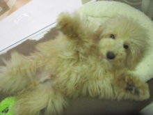 ゴロ〜ン(*´∀｀)