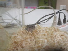 ウインク(^_-)-☆