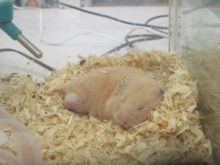 ぐっすり(´-ω-`)