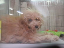 イケてる(｡･ ω<)ゞ