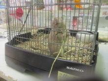 長ーい(*ﾟ∀ﾟ*)