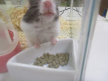 おいしい( ﾟv^ )