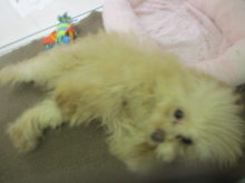 ごろん(*´ω｀*)