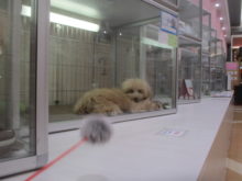 ブンブン(((o(*ﾟ▽ﾟ*)o)))