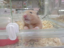 キラキラ(☆∀☆)