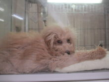 寝るよ〜(｡-_-｡)