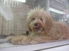 猫の譲渡会(●´ω｀●)